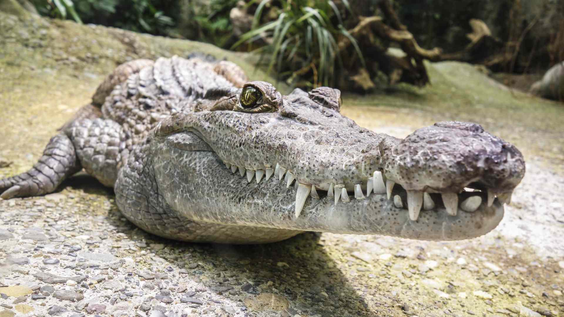 Cocodrilo Croco cun zoo