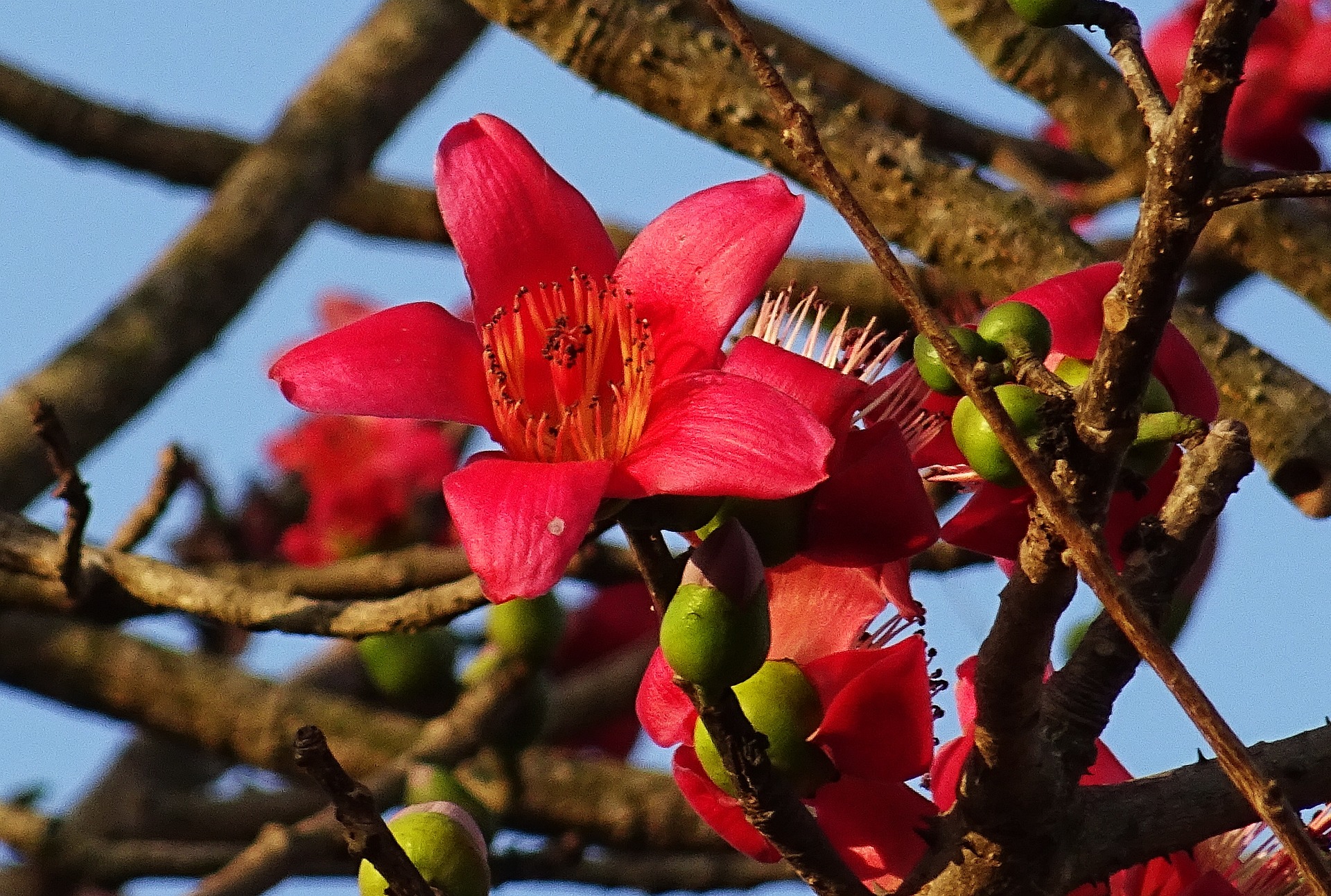 Ceiba1