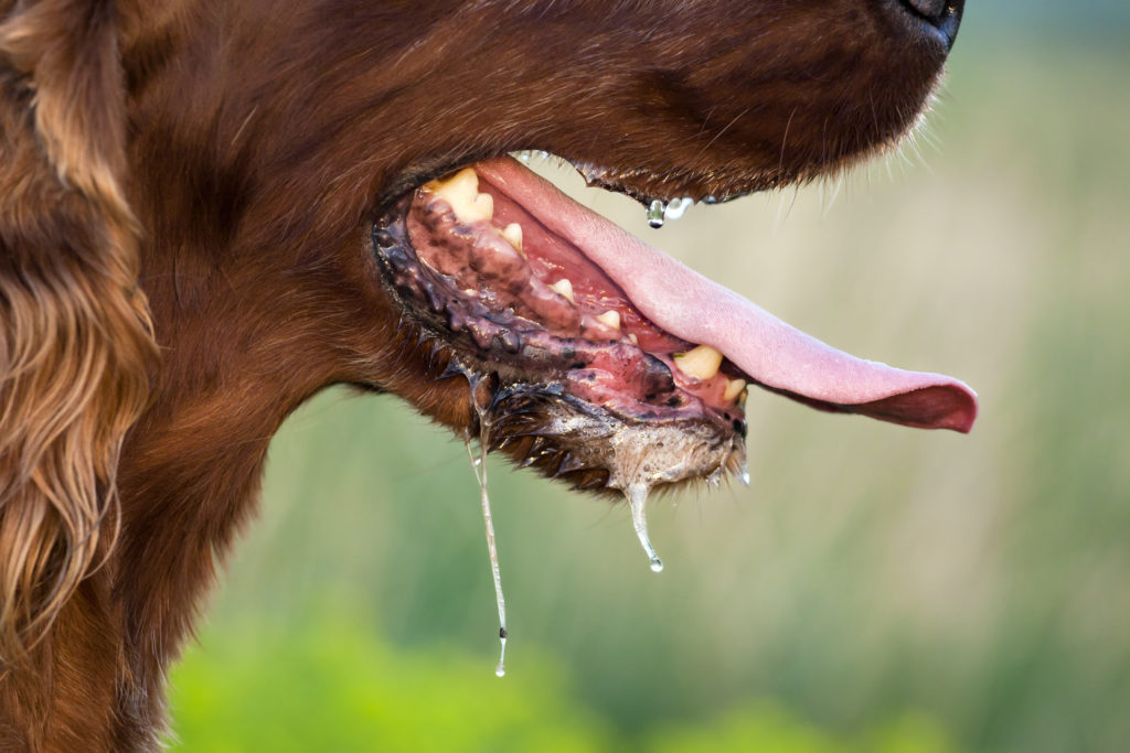 enfermedades en perros