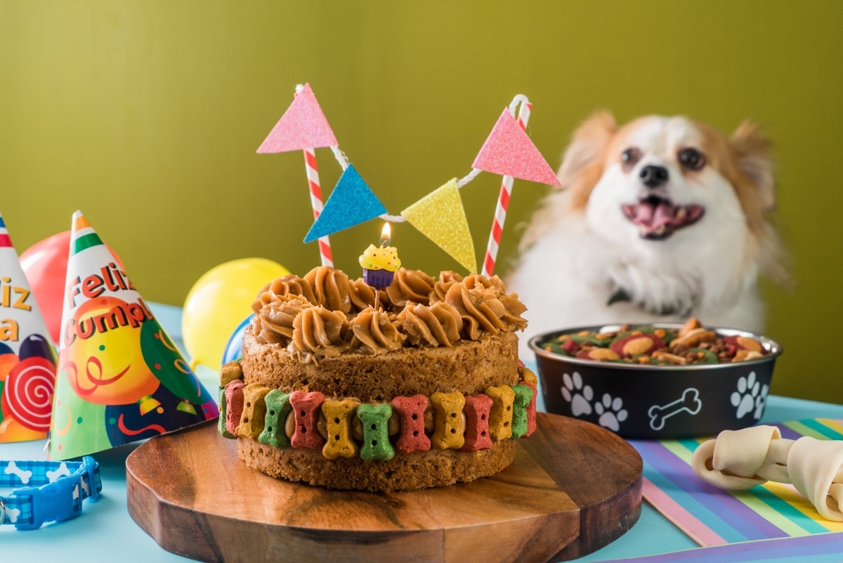 Pasteles y premios para tu mascota