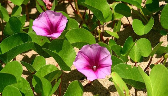 Plantas medicinales