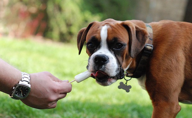 paletas heladas para perro