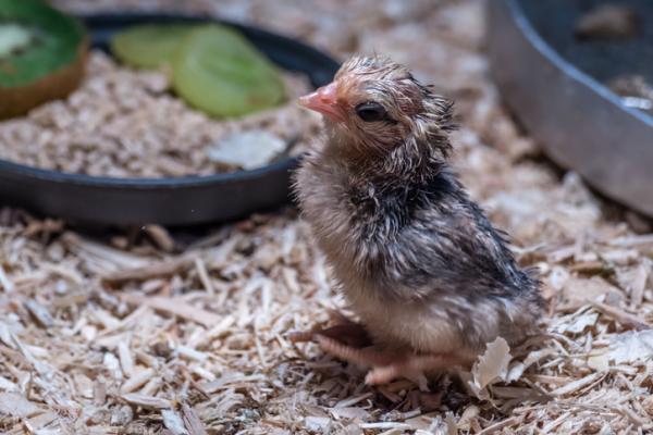 Cómo cuidar un pollito