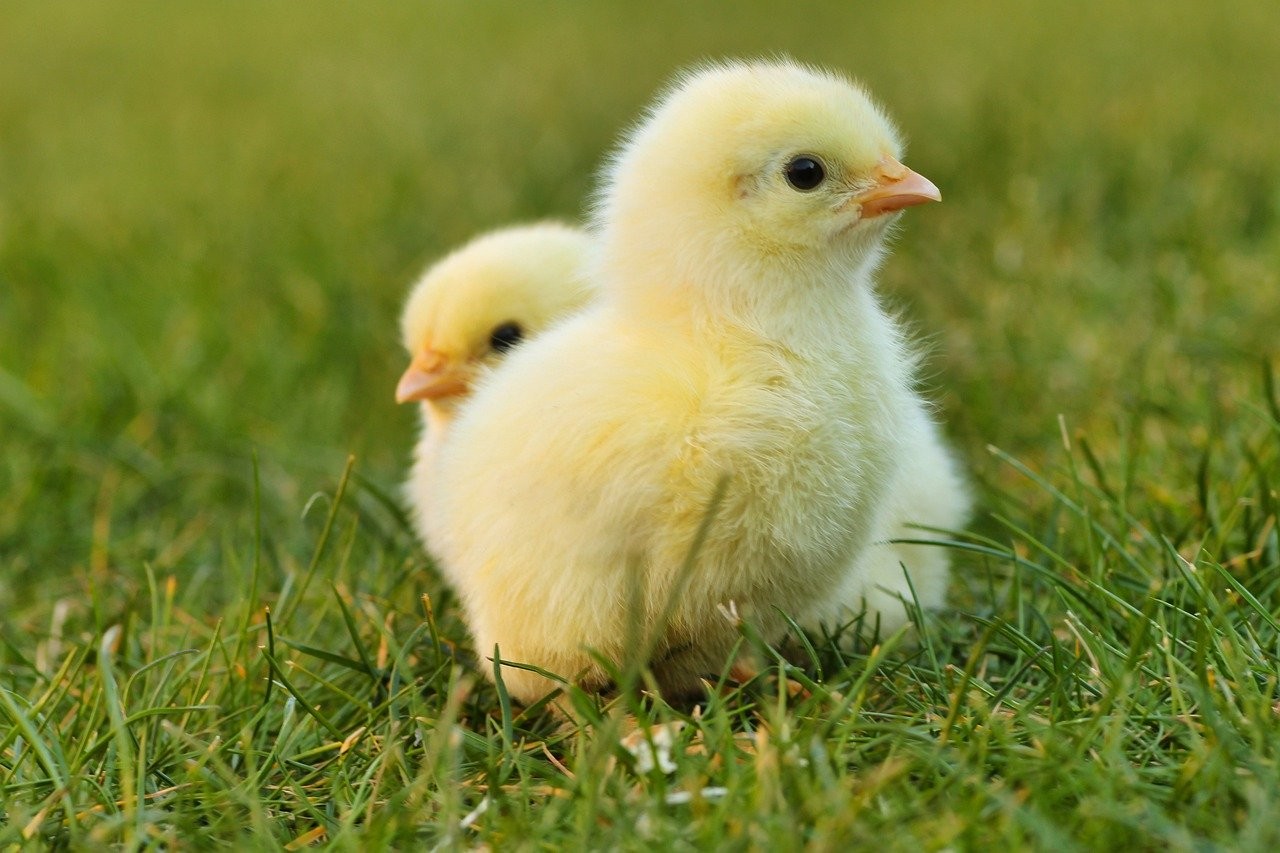 Cómo cuidar un pollito