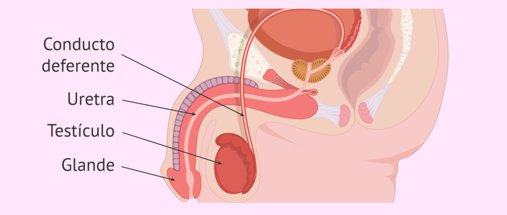 Inyección anticonceptiva para hombres