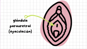 Glándula parauretral orificios vulva 