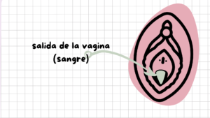Salida de la vagina orificios vulva 