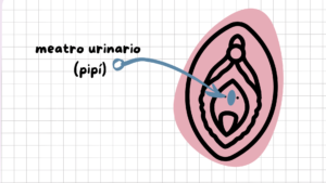 meato urinario orificios vulva 