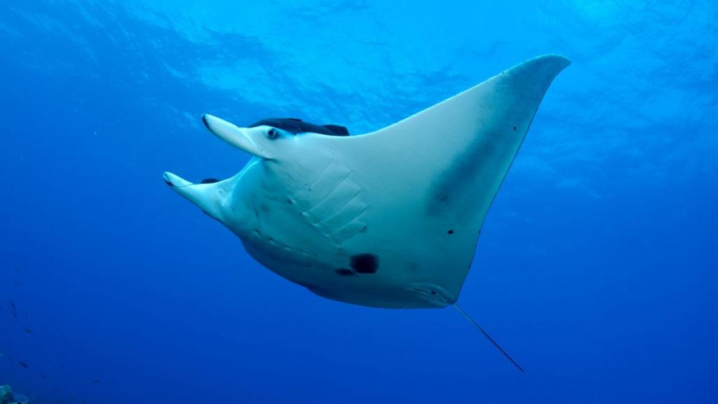 Rayas o mantarrayas