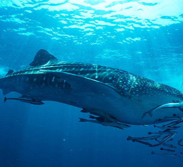 El tiburón ballena en Quintana Roo - ID