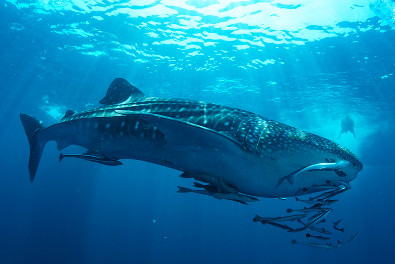 El tiburón ballena en Quintana Roo - ID