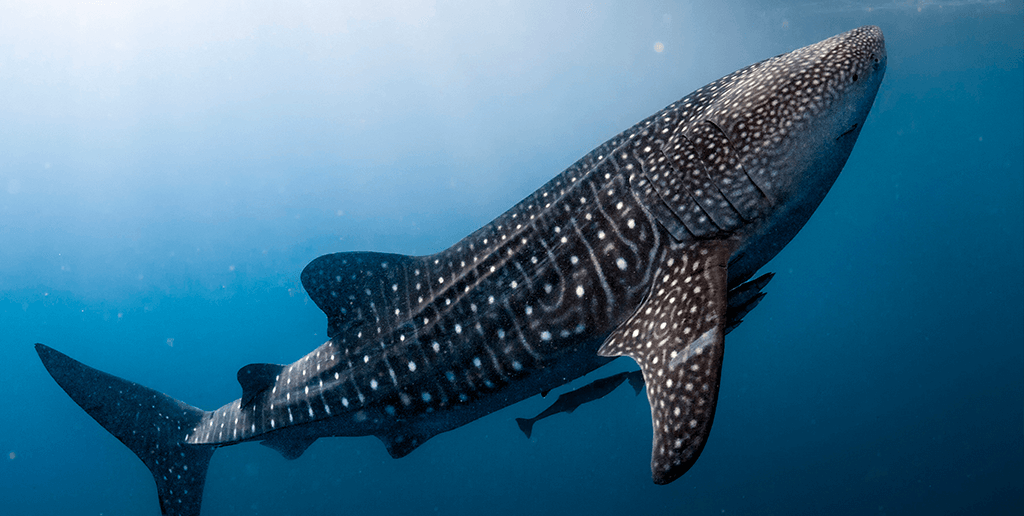 El tiburón ballena en Quintana Roo