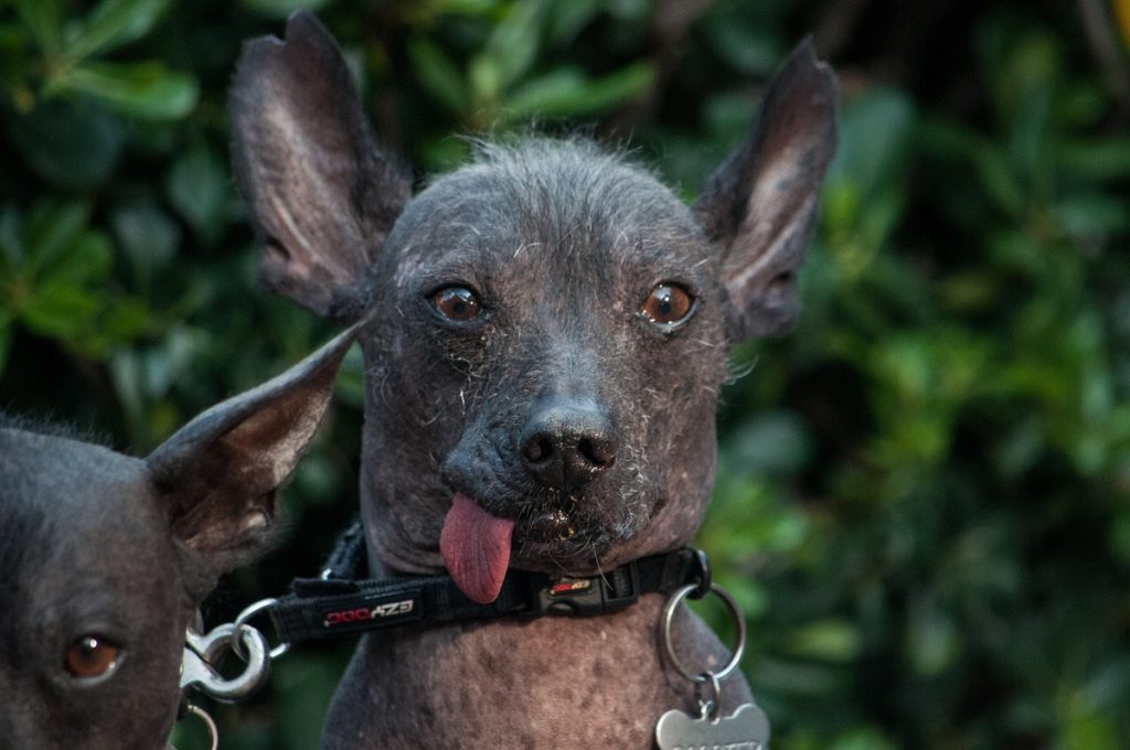 adoptar un xoloitzcuintle