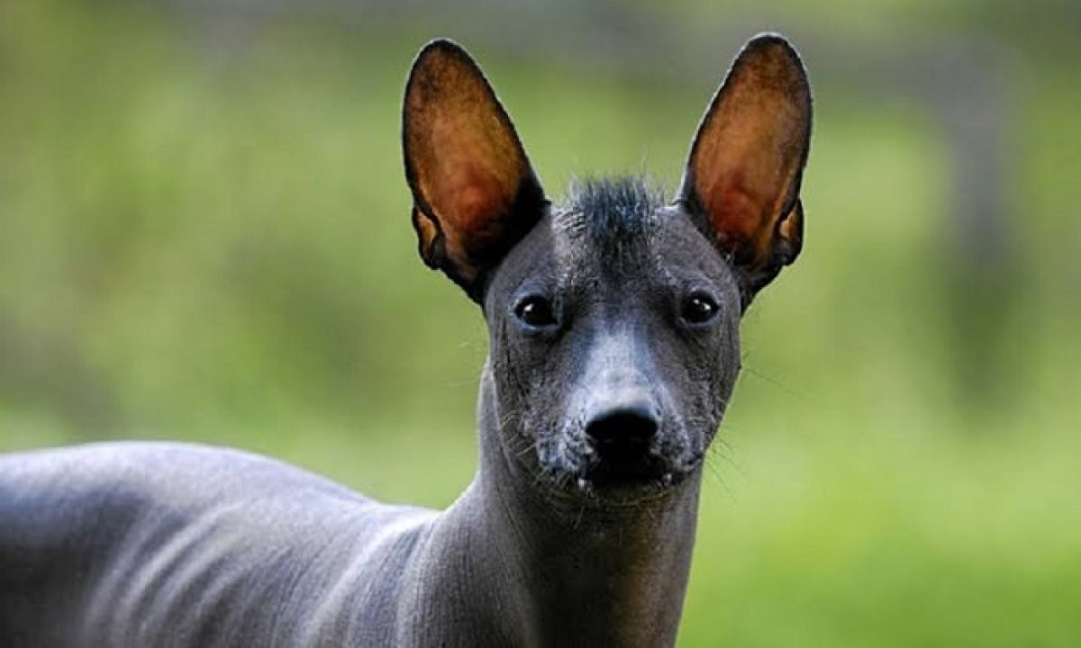 adoptar un xoloitzcuintle