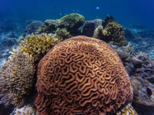 Coral en Cancún