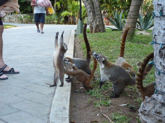 Los coatís en Quintana Roo