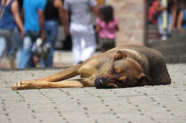 Esterilización