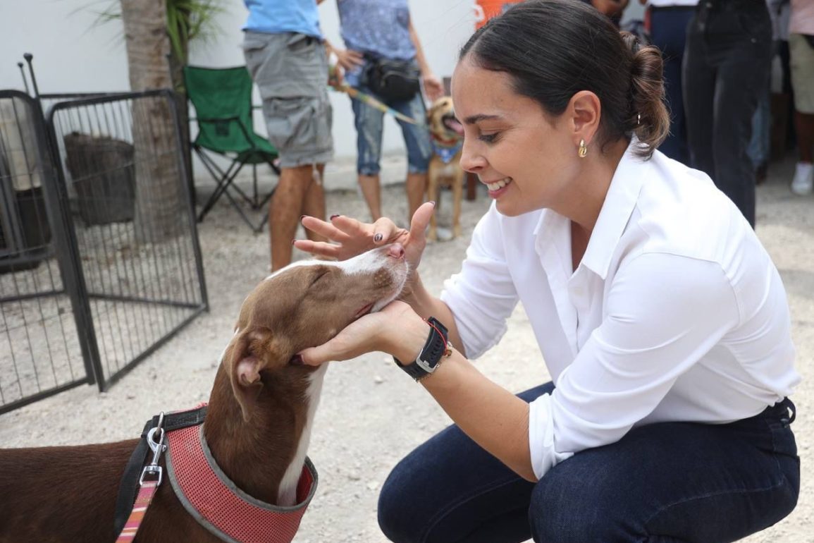 adopción perros y gatos