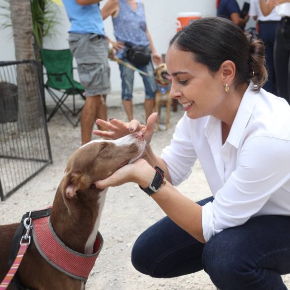 adopción perros y gatos