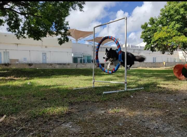 Educación en perros