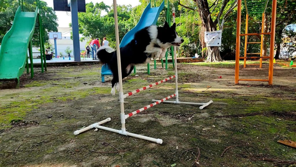 Educación en perros