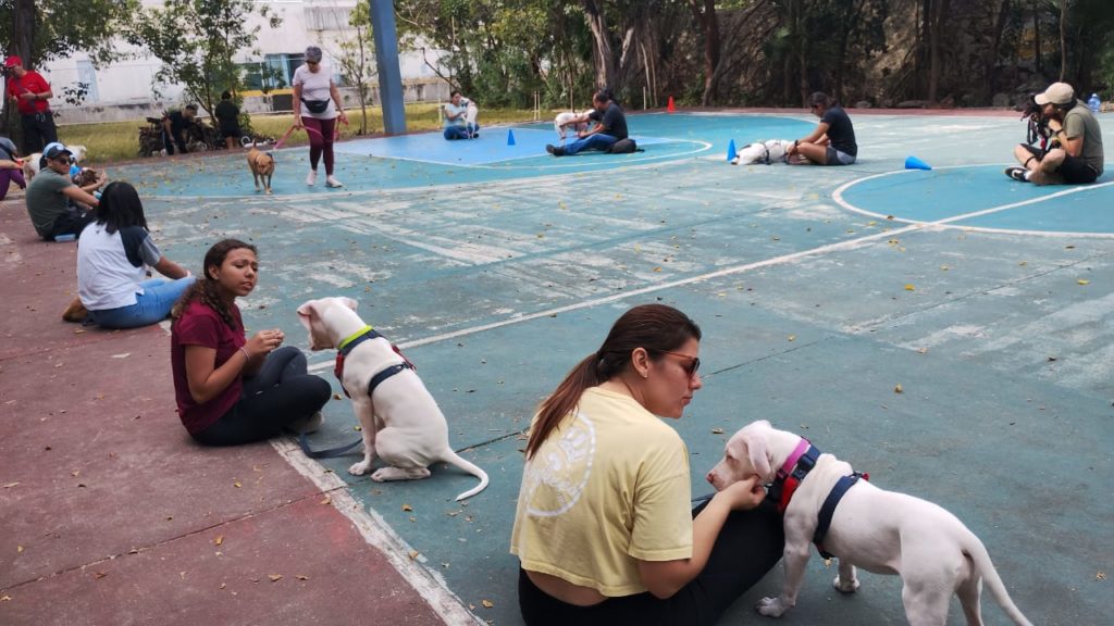 educación en perros