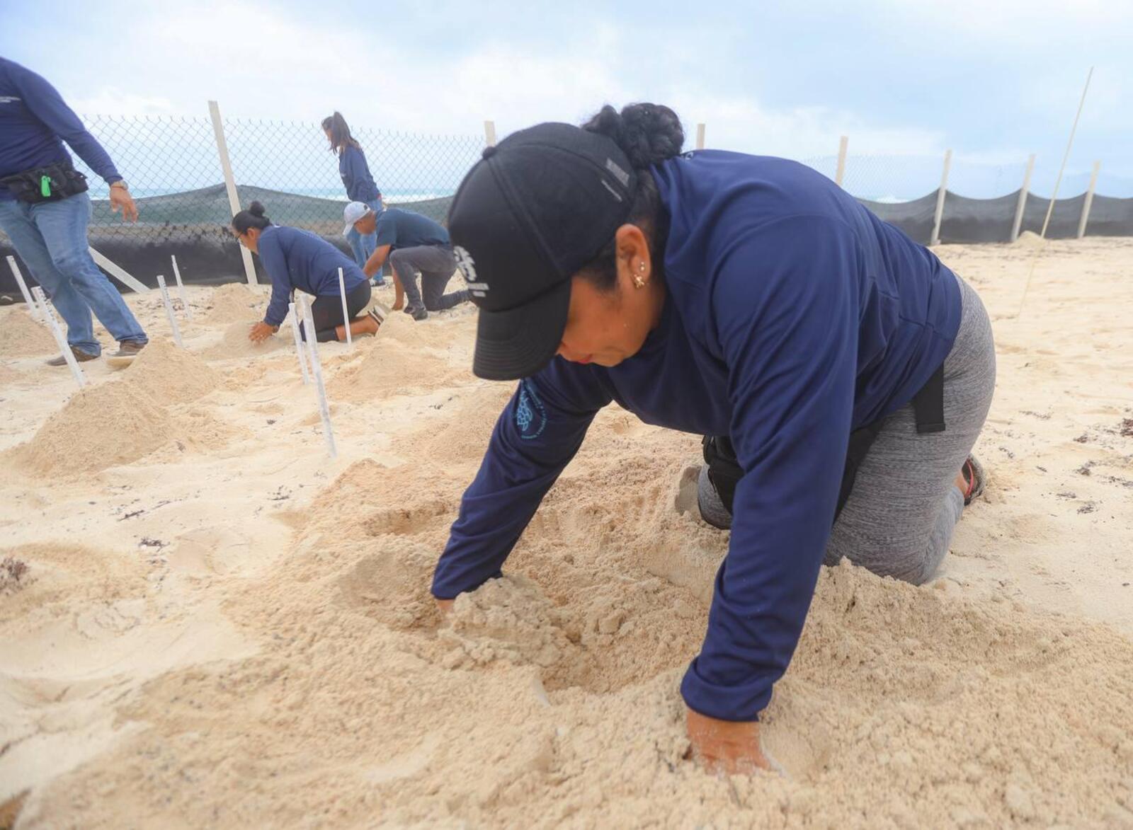 anidación de tortuga marina