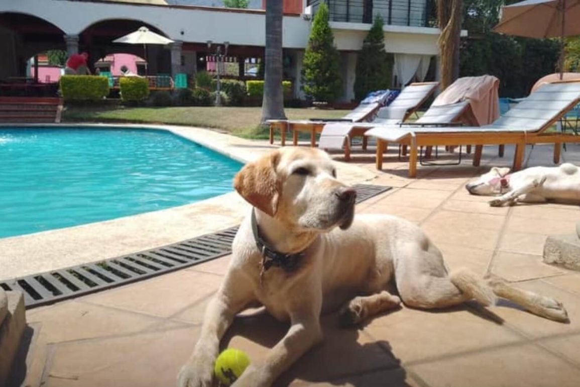 viajar con tu mascota