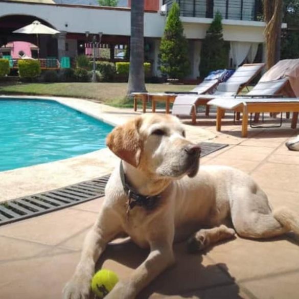 viajar con tu mascota