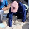 anidación de tortuga marina