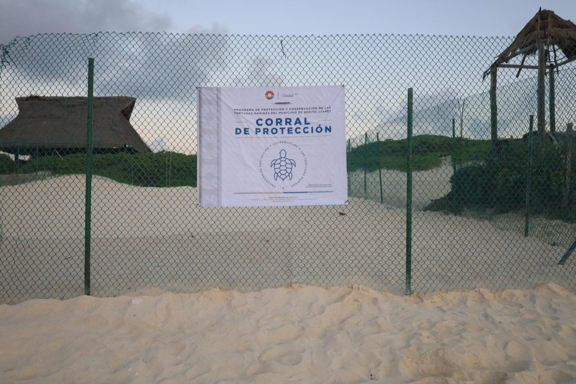 anidación de tortuga marina