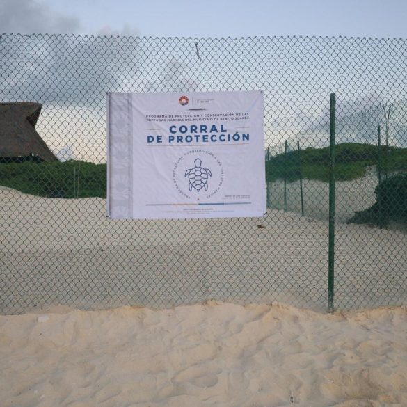 anidación de tortuga marina